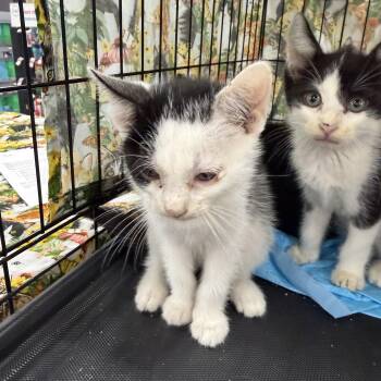 Charlotte -  Domestic Short Hair Cat for Adoption in Bridgeton, North Carolina - Charlotte | PetCurious
