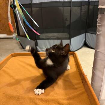 Boots -  Domestic Short Hair Cat for Adoption - Boots | PetCurious