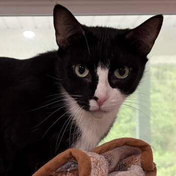 Buzz -  Domestic Short Hair Cat for Adoption in North Huntingdon, Pennsylvania - Buzz | PetCurious