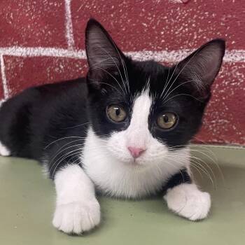 Marisol -  Domestic Short Hair Cat for Adoption in Laredo, Texas - Marisol | PetCurious