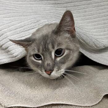 Marjane -  Domestic Short Hair Cat for Adoption in Pittsburgh, Pennsylvania - Marjane | PetCurious