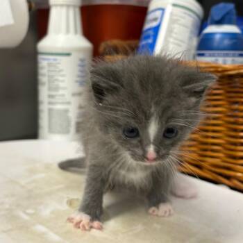 Domestic Short Hair Cats Available for Adoption in Milton, Florida - Ryan | PetCurious