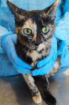 Octavia (O14) -  Domestic Short Hair Cat for Adoption in Lafayette, Indiana - Octavia (O14) | PetCurious
