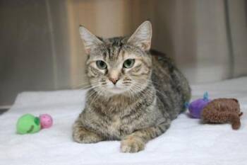 Domestic Short Hair Cats Available for Adoption in Brunswick, Georgia - Ophelia | PetCurious