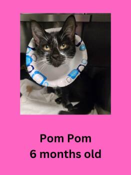 Pom Pom -  Domestic Short Hair Cat for Adoption in Ravenna, Ohio - Pom Pom | PetCurious