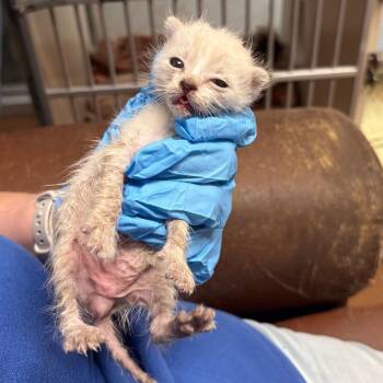 Domestic Short Hair Cats Available for Adoption in Yuma, Arizona - Link | PetCurious