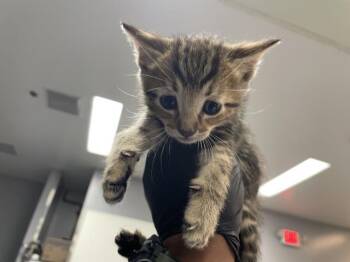 A1935219 -  Domestic Short Hair Cat for Adoption in Thousand Palms, California - A1935219 | PetCurious