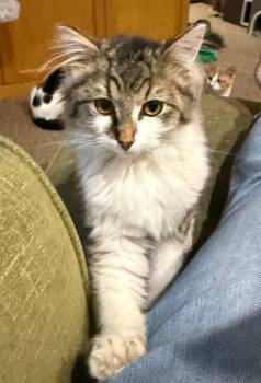 Domestic Long Hair Cats Available for Adoption - Milo | PetCurious