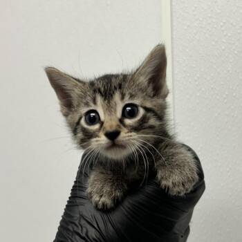 Domestic Short Hair Cats Available for Adoption in Abilene, Texas - Aura | PetCurious