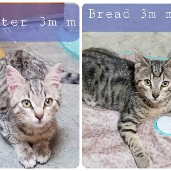 Bread & Butter -  Domestic Short Hair Cat for Adoption in Palm Harbor, Florida - Bread & Butter | PetCurious