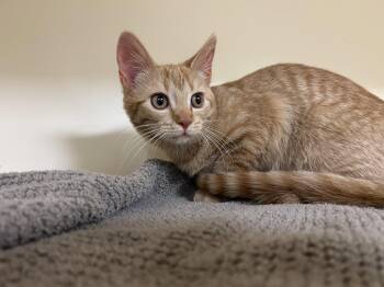 Tilly -  Domestic Short Hair Cat for Adoption in Lancaster, Pennsylvania - Tilly | PetCurious