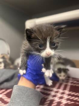 Domestic Short Hair Cats Available for Adoption in Dallas, Texas - MERRY | PetCurious