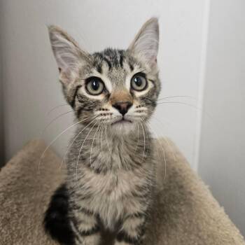 Chaos -  Domestic Short Hair Cat for Adoption in Grantsville, Utah - Chaos | PetCurious
