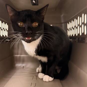 Patty Cake -  Domestic Short Hair Cat for Adoption in Philadelphia, Pennsylvania - Patty Cake | PetCurious
