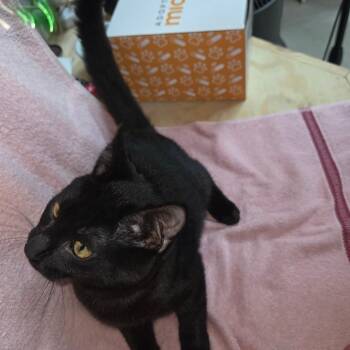 Brim -  Domestic Short Hair Cat for Adoption in Blairsville, Georgia - Brim | PetCurious