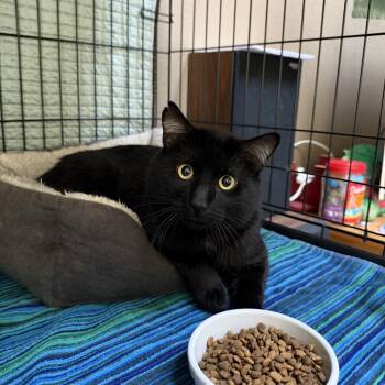Guinness -  Domestic Short Hair Cat for Adoption in Denver, Colorado - Guinness | PetCurious