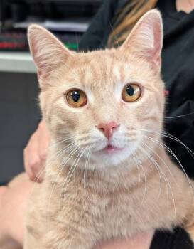 WAFFLES -  Domestic Short Hair Cat for Adoption in Canfield, Ohio - WAFFLES | PetCurious