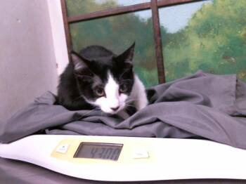 BEN -  Domestic Short Hair Cat for Adoption in Houston, Texas - BEN | PetCurious