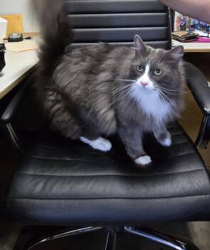 Domestic Long Hair Cats Available for Adoption in Prineville, Oregon - Boots | PetCurious