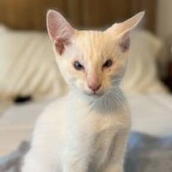 Ren -  Domestic Short Hair and Siamese Cat for Adoption in Los Angeles, California - Ren | PetCurious
