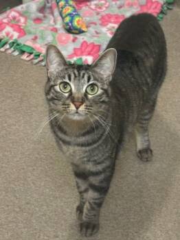 Rescue Domestic Short Hair Cats for Adoption in Everett, Washington - Missy | PetCurious