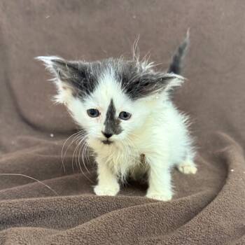 Rescue Domestic Short Hair Cats for Adoption - Nerds | PetCurious