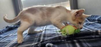 Tweetie Pie -  Domestic Short Hair Cat for Adoption in Edgewood, New Mexico - Tweetie Pie | PetCurious