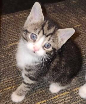 Sonia -  Domestic Short Hair Cat for Adoption in Greensboro, North Carolina - Sonia | PetCurious