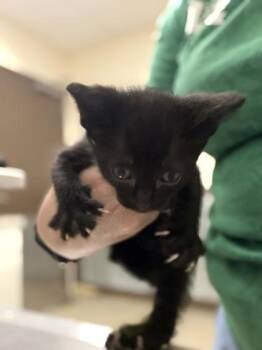 Erebos -  Domestic Short Hair Cat for Adoption in Palm Coast, Florida - Erebos | PetCurious