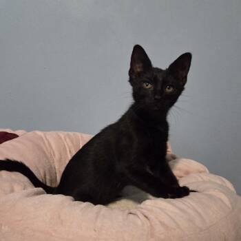 Chico -  Domestic Short Hair Cat for Adoption in Ashland, Virginia - Chico | PetCurious