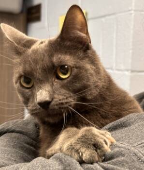 Rescue Domestic Short Hair Cats for Adoption in Lowell, Massachusetts - Rue | PetCurious