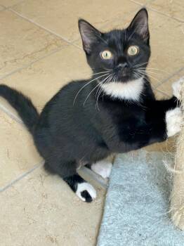 Wiggles -  Domestic Short Hair Cat for Adoption in Lacon, Illinois - Wiggles | PetCurious