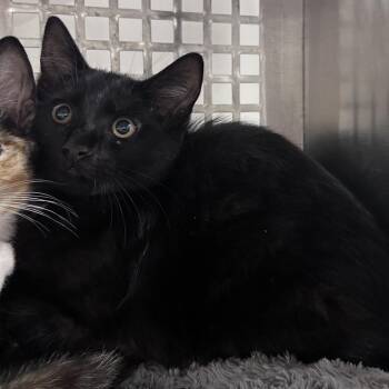 Ezra -  Domestic Short Hair Cat for Adoption in Mount Vernon, Indiana - Ezra | PetCurious