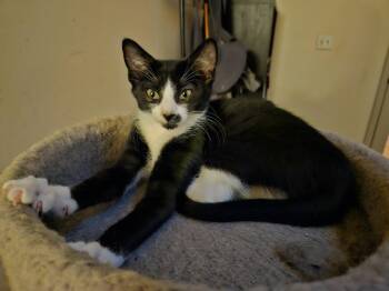 Rescue Domestic Short Hair Cats for Adoption in Berkeley Heights, New Jersey - Patterson | PetCurious