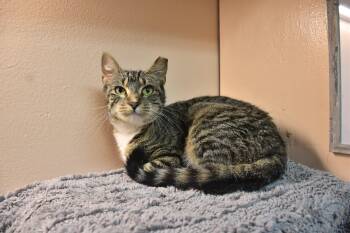 Binky -  Domestic Short Hair Cat for Adoption in North Judson, Indiana - Binky | PetCurious