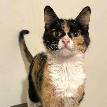 Lucille -  Calico and Domestic Short Hair Cat for Adoption in Greensburg, Pennsylvania - Lucille | PetCurious
