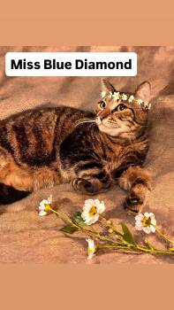 Tabby Cats Available for Adoption in Walnut Creek, California - Miss Blue Diamond At Martinez PFE  May 2nd | PetCurious