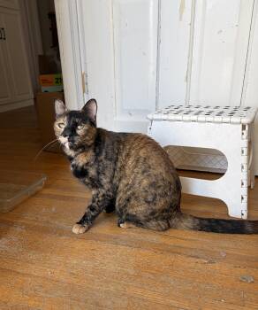 UNIQUE -  Tortoiseshell Cat for Adoption in Shakespeare, Ontario - UNIQUE | PetCurious