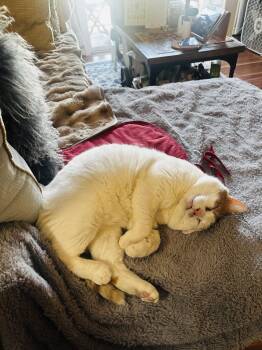Domestic Short Hair Cats Available for Adoption in Herndon, Virginia - Timmy | PetCurious