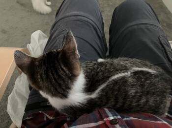 Oscar (Courtesy Post) -  Domestic Short Hair Cat for Adoption in San Jose, California - Oscar (Courtesy Post) | PetCurious