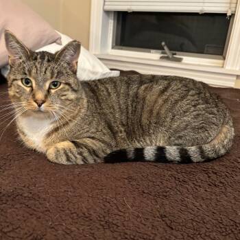 Rescue Domestic Short Hair Cats for Adoption in Eaton Rapids, Michigan - Smitty Fish 55550 | PetCurious