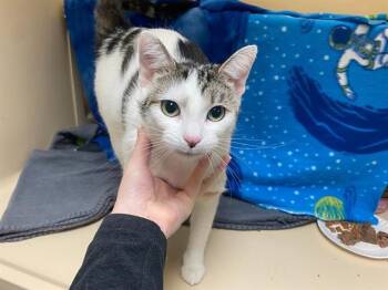 Domestic Short Hair Cats Available for Adoption in Fort Wayne, Indiana - MOO MOO | PetCurious