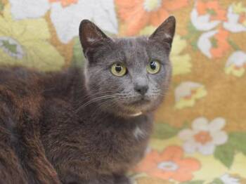 Domestic Short Hair Cats Available for Adoption in Portland, Oregon - Jantzen Beach | PetCurious