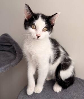 Maverick -  Domestic Short Hair Cat for Adoption in Buford, Georgia - Maverick | PetCurious