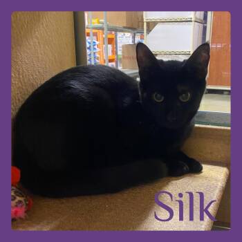 Rescue Tabby Cats for Adoption in Lawton, Oklahoma - SILK | PetCurious