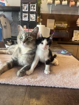 Grace & Elvis -  Domestic Short Hair Cat for Adoption in Liverpool, Texas - Grace & Elvis | PetCurious