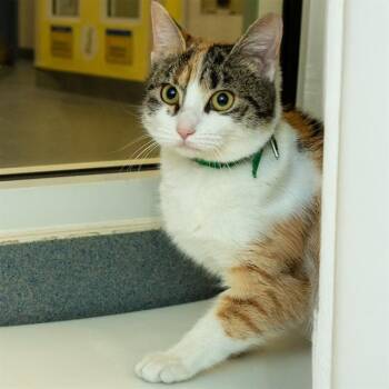 Domestic Short Hair Cats Available for Adoption - PIXIE | PetCurious