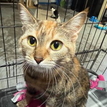 MARLA -  Domestic Short Hair Cat Available for Adoption in Gresham, Wisconsin - MARLA | PetCurious