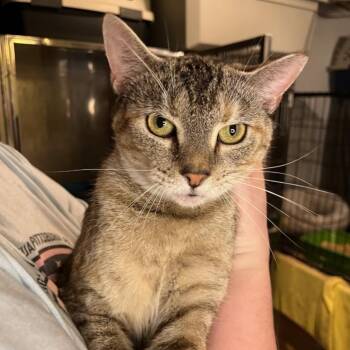 Rescue Domestic Short Hair Cats for Adoption in Pittsburgh, Pennsylvania - Azalea | PetCurious