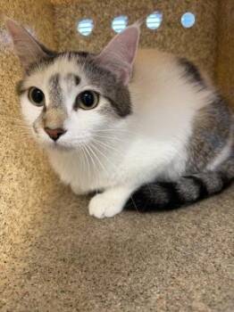 Tallulah -  Domestic Short Hair Cat Available for Adoption in Lafayette, Indiana - Tallulah | PetCurious
